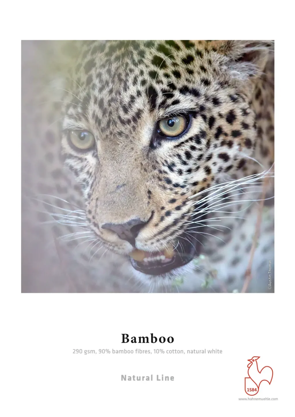 bamboo2