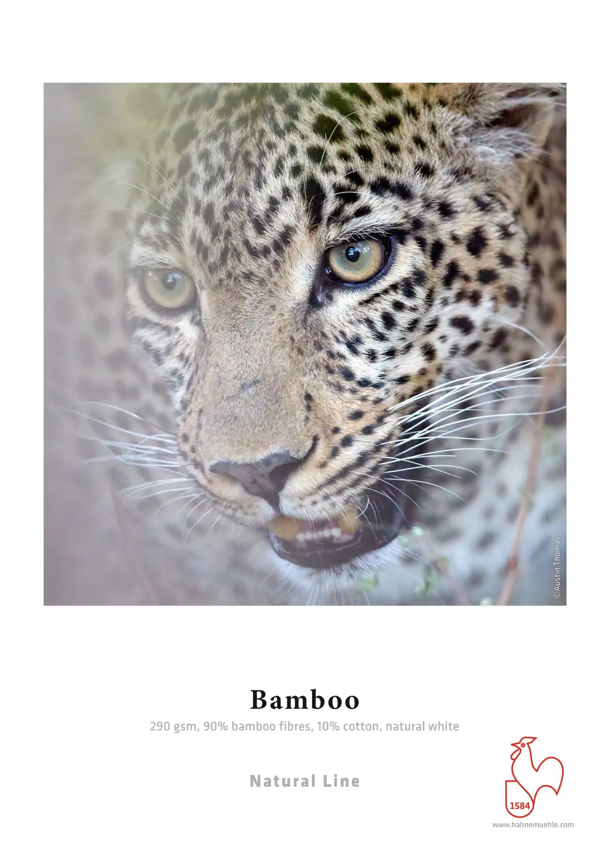 bamboo2